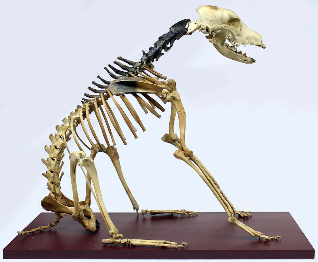 Hatch skeleton - '(c) Mary Rose Trust'.jpg