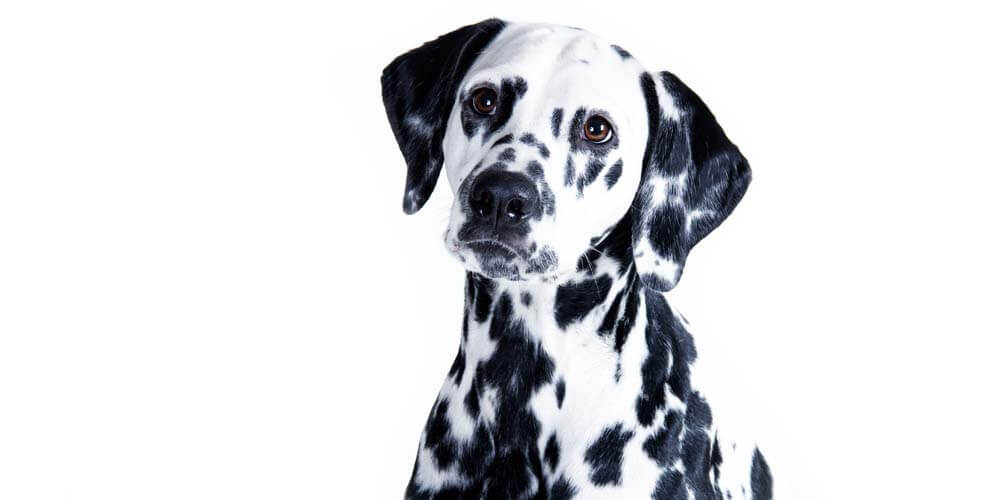 Dalmatian.jpg