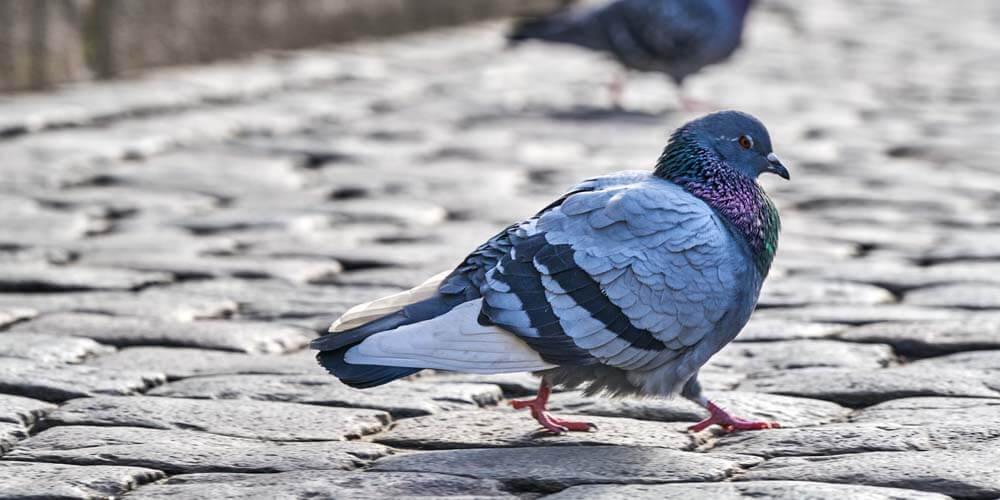 Pigeon on a cobbled street.jpg