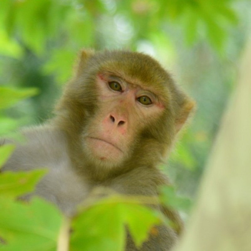 Monkey's Point of View