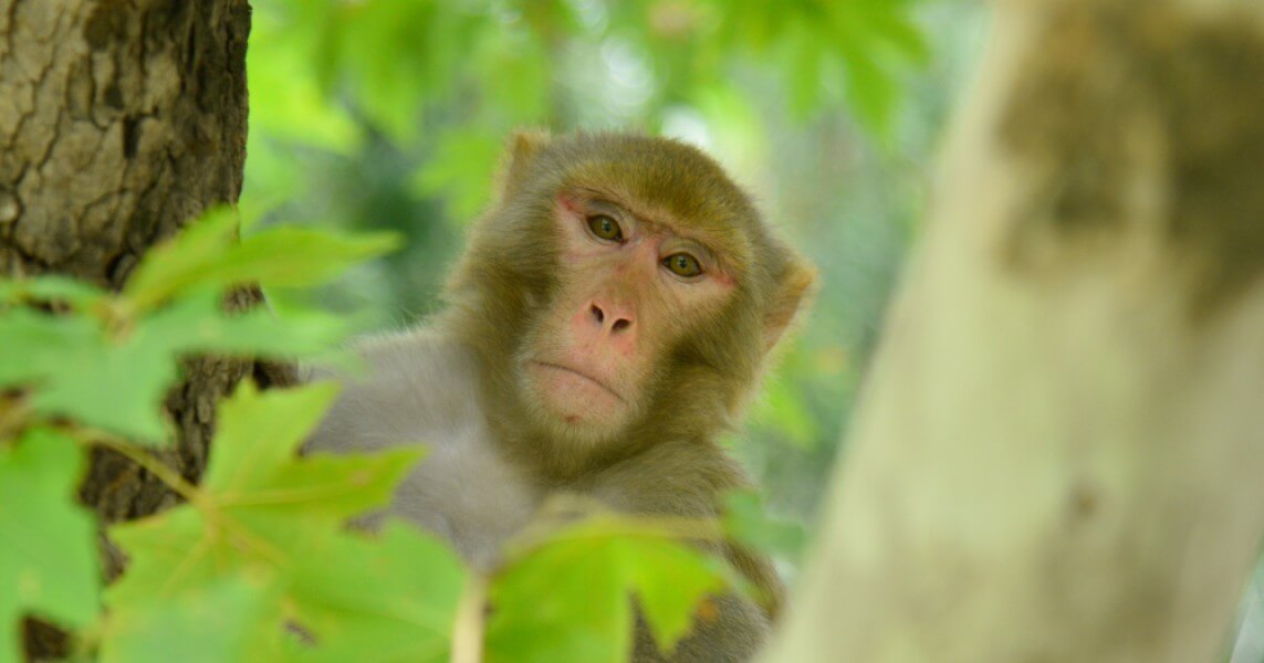 A monkey in a tree