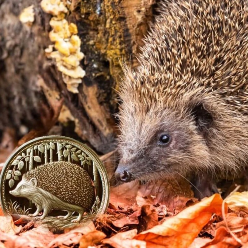 The Forgotten Hedgehog