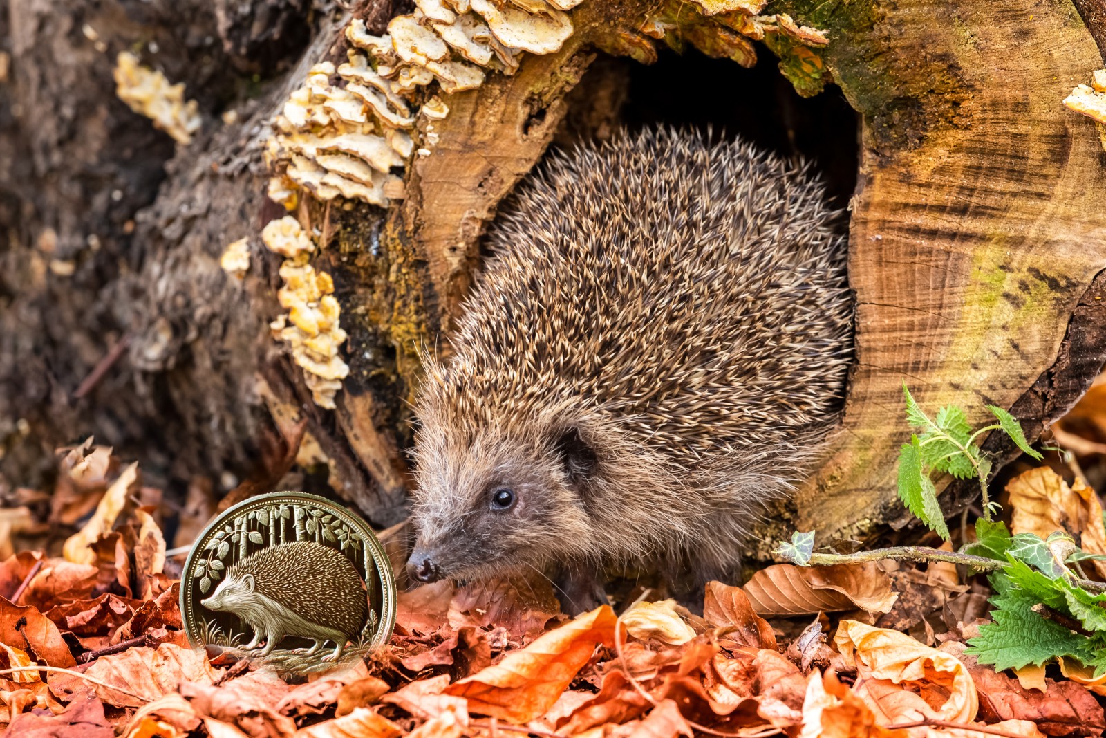 A hedgehog with a coin