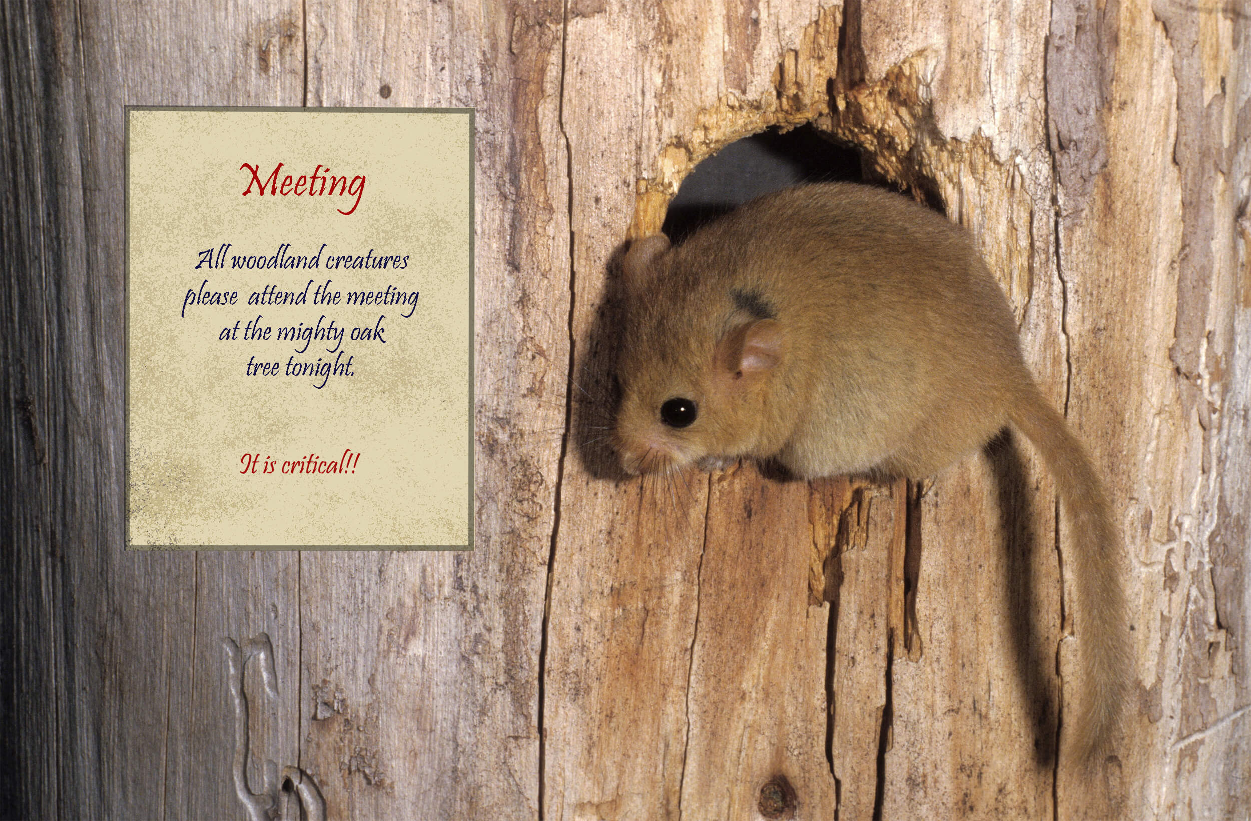 A hazel dormouse with a sign for a meeting