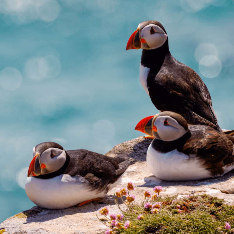 Puffin Brigade