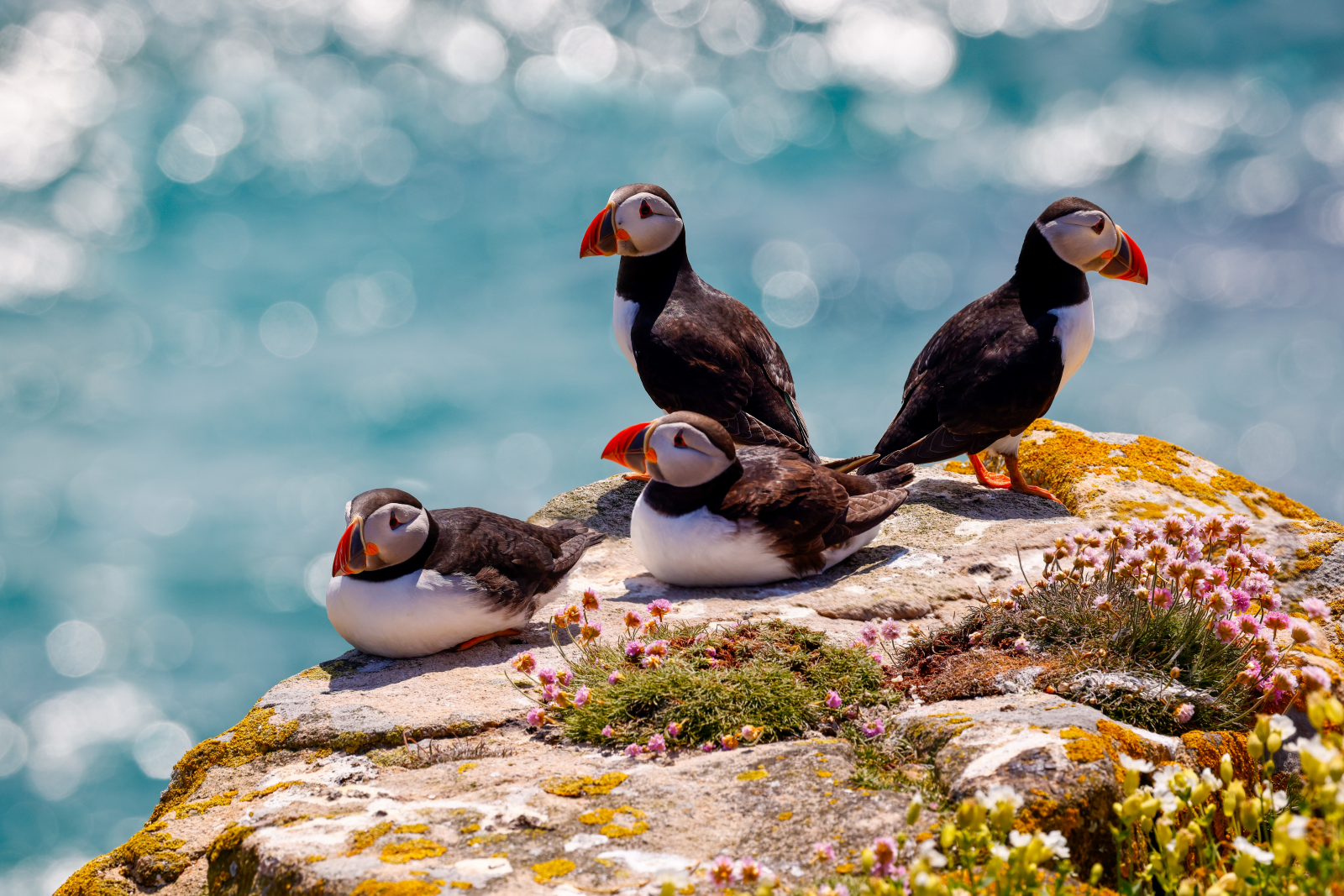 Puffins on a rock